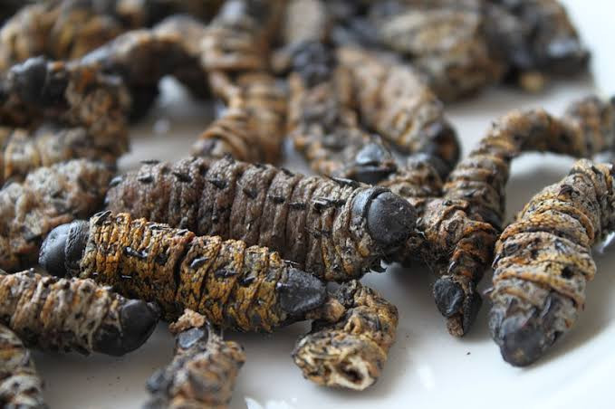 Mopani worm thief nabbed In Beitbridge