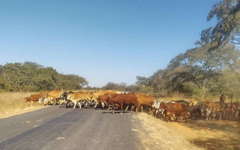 Military land row forces  cattle onto highway