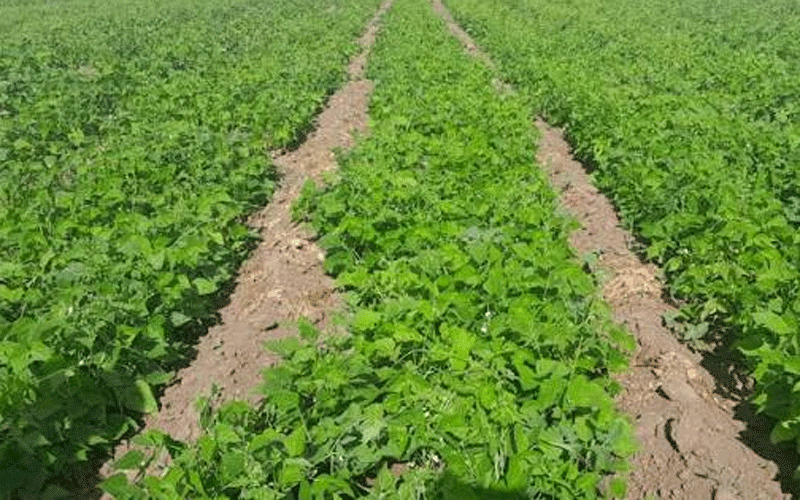 Zhovhe irrigation project to  boost Beitbridge food security
