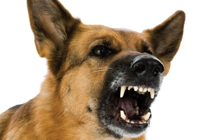 Maternal deaths, dog bites spike in Bulawayo as malnutrition worsens