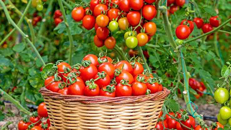 Bumper tomato harvest brings hope to Isla village in Hwange