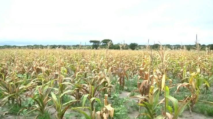 Prepare Mberengwa for El Niño