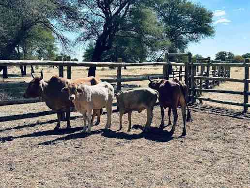 Gwanda North residents unite against stock-theft surge