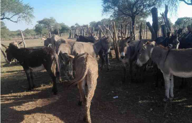 Comment: Communities must unite against stock theft