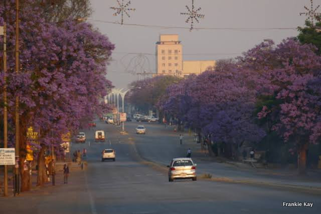 Bulawayo turns purple every year  and we still don’t charge admission