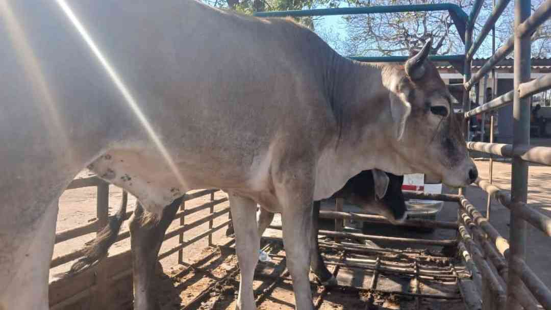 Two arrested over cross-border stocktheft