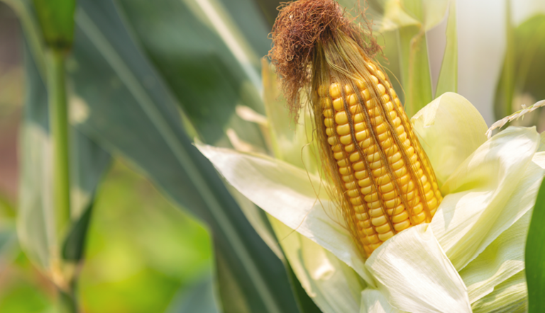 ‘Maize crop a total write-off’
