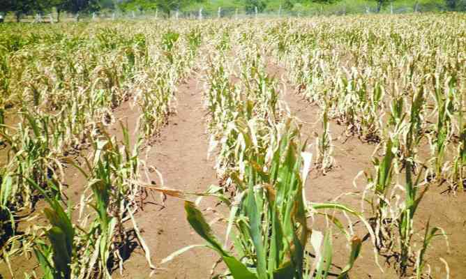 Alternative farming ways during drought