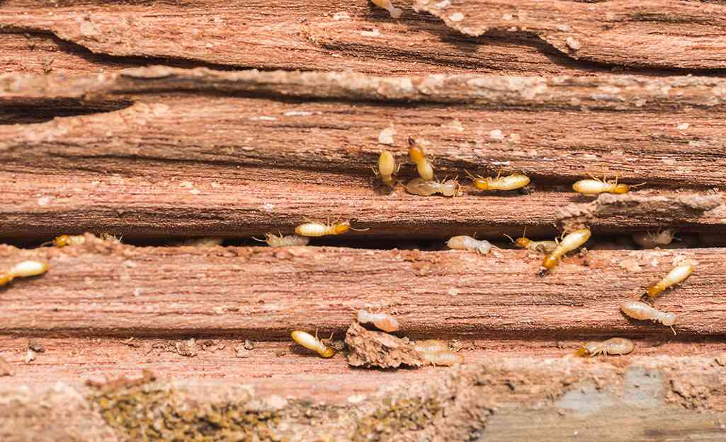The silent invaders: Termites’  impact on Harare properties