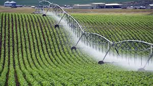 How southern Africa’s maize crop heartland is bouncing back stronger