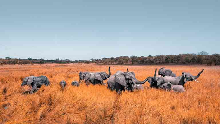 Campaigners blast new wildlife law for overlooking humans