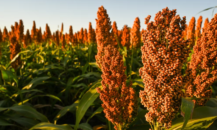 Delta pours US$39m into local grain supply