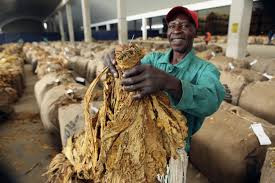 Inside Zim’s US$1,2bn golden leaf industry