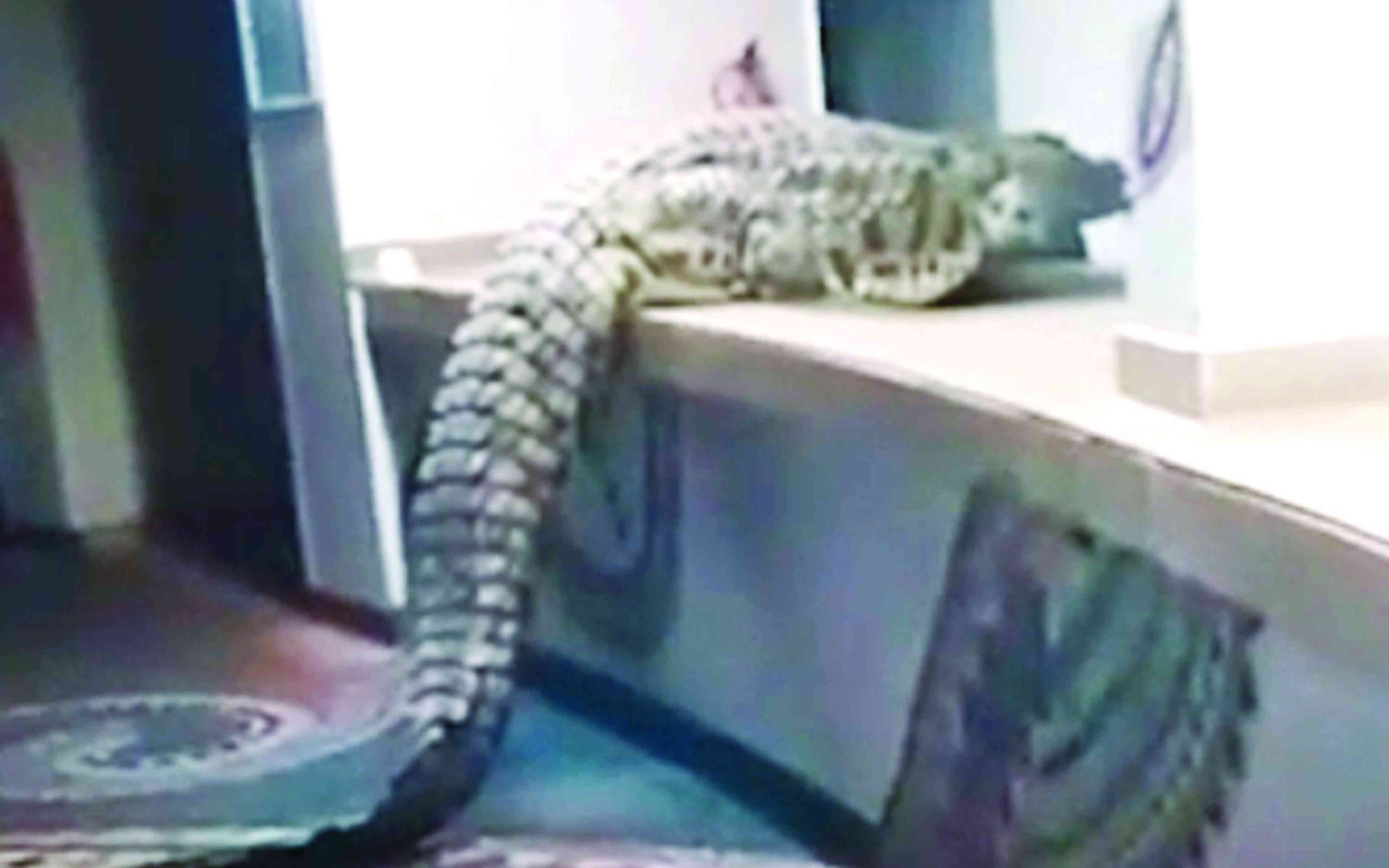 Croc shocks tourists as it wanders into A’Zambezi hotel restaurant