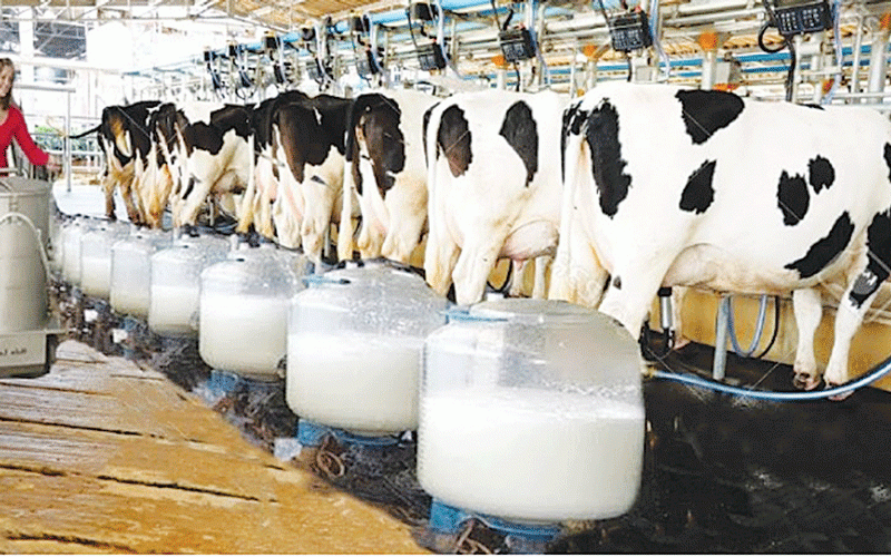 Serious fodder shortage  hits Zim’s dairy industry