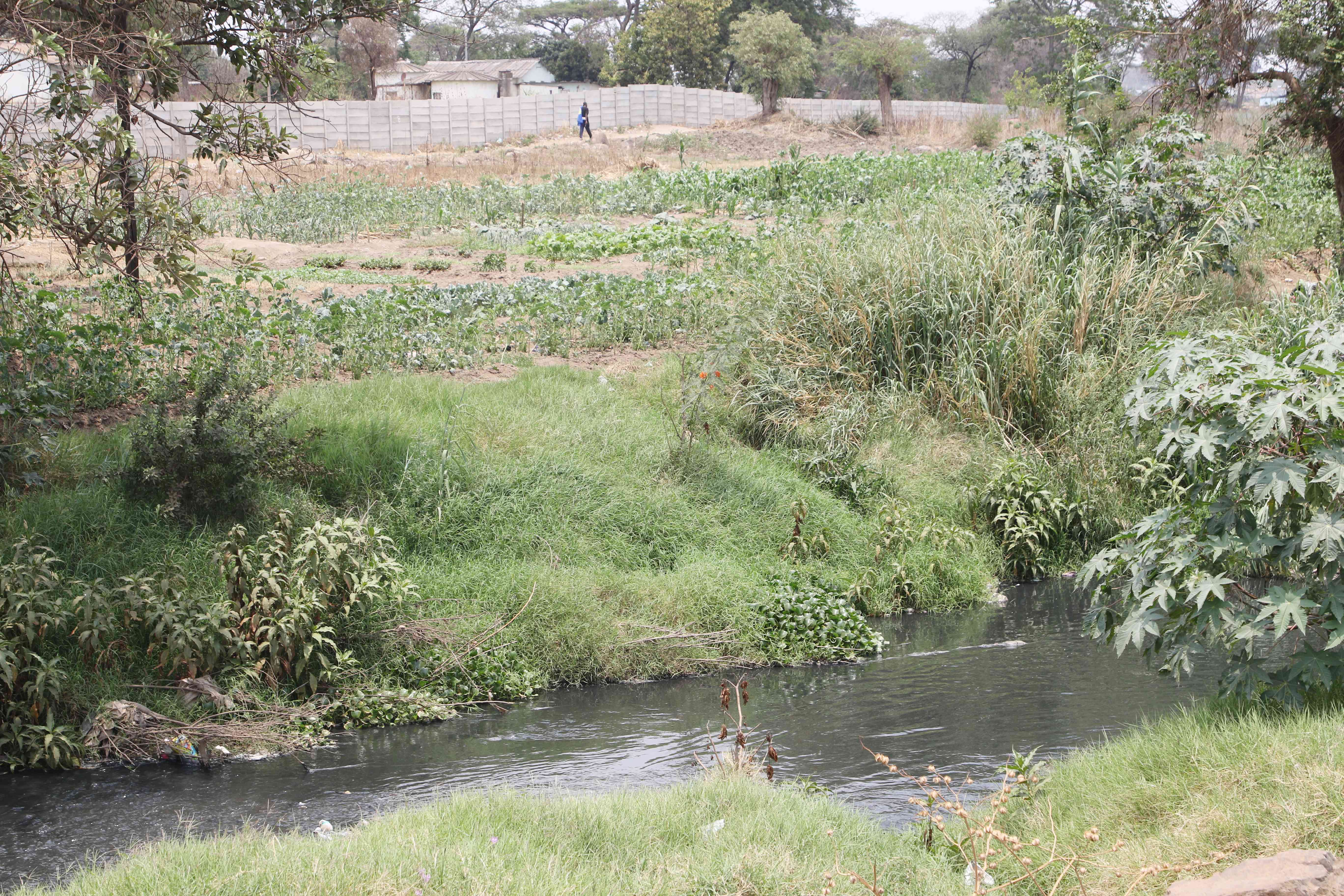 Deadly option: Struggling residents turn to sewage-fed vegetables as Harare water crisis escalates