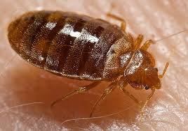 Bed bugs: Mutare on high alert