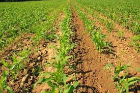 Saving Zim’s soil and averting agricultural land degradation for food-secure future