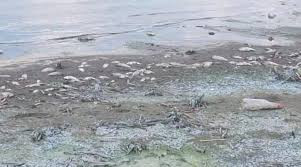 Shocking Lake Chivero  sewage crisis explodes