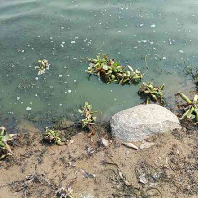 Fresh warnings of Lake Chivero disaster