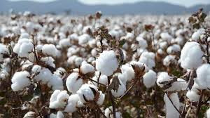 AMA mulls fund to support cotton farmers