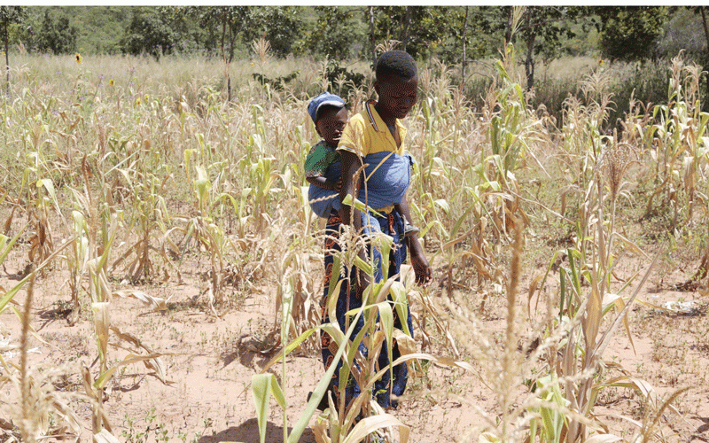 Village Rhapsody: Climate change and child malnutrition in Zimbabwe