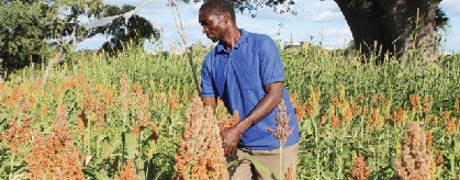 Agroecology shields Zimbabwean farmers from drought spell