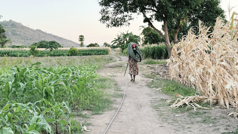 Indigenous knowledge systems as a means of food security