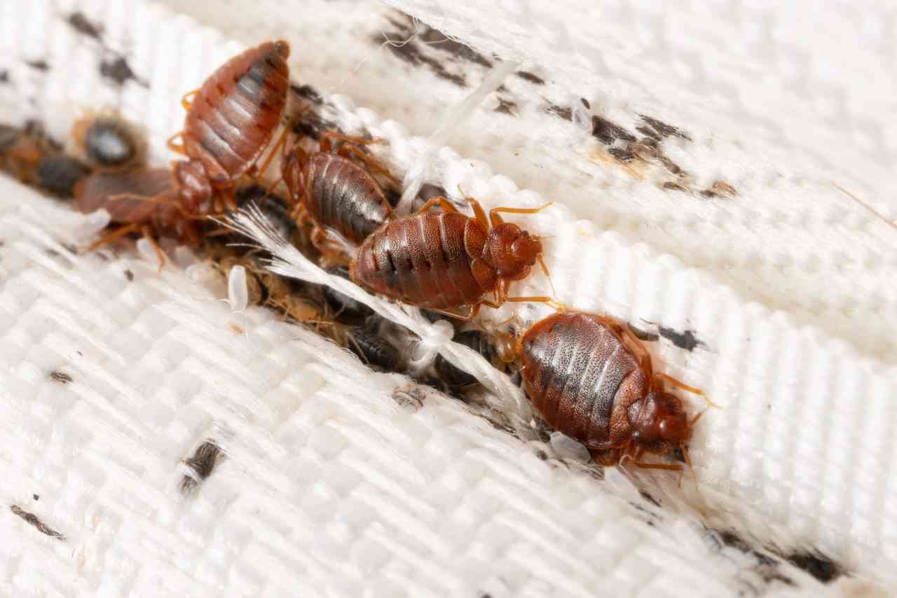 Bed bugs menace haunts Mbare again