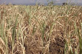 Sustainable energy is vital to lifting people out of poverty and hunger