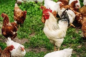 Demand for organic chickens outstrips supply in Zimbabwe