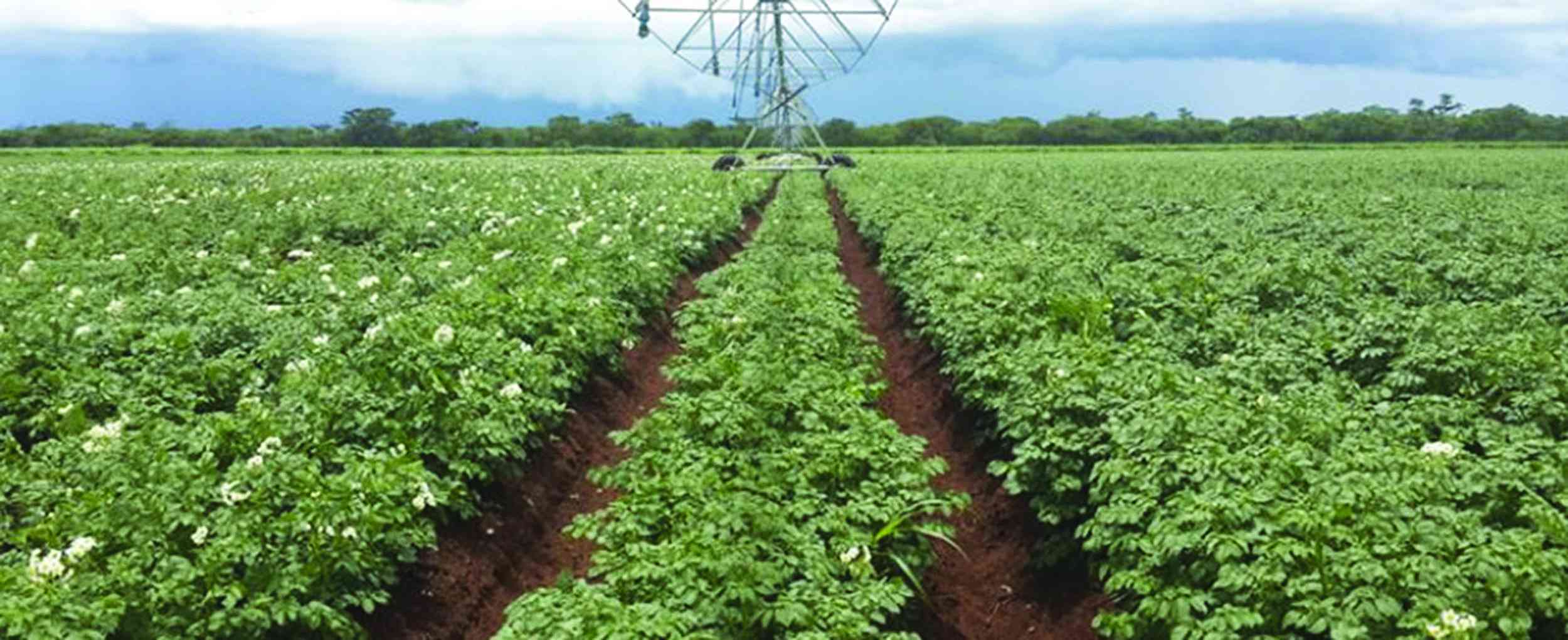 Rain-soaked tea sales sink Ariston’s earnings