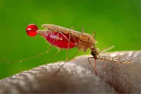 Malaria outbreak kills 20, infects over 5 000 in Mashonaland West