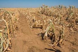 Southern Africa’s hunger emergency demands more than humanitarian sympathy