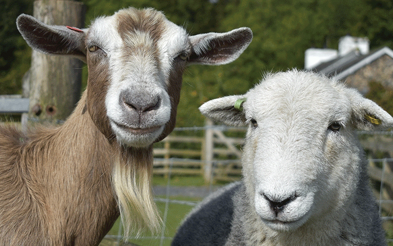 Sheep and goats