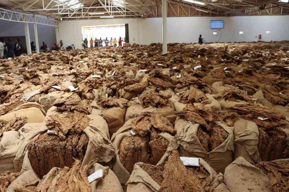 Tobacco boom leaves farmers counting losses