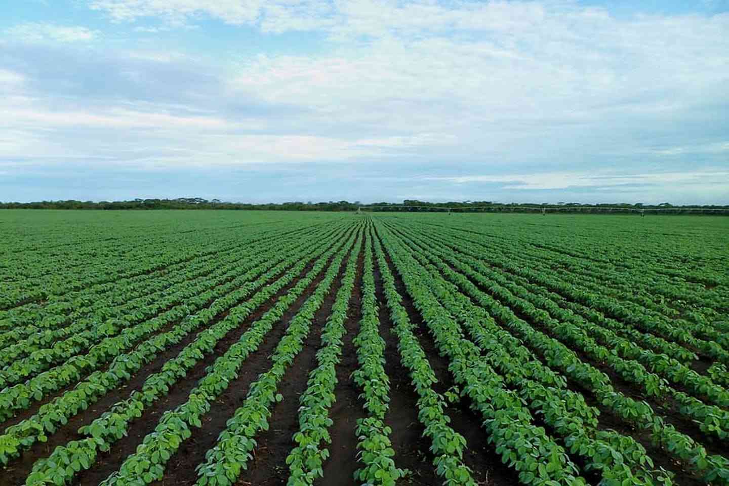 Driving Africa's structural transformation through agro-processing, commercial integration, and digital leapfrogging