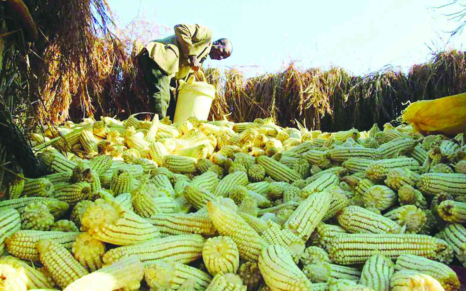 Zimbabwe cannot afford to ignore another El Niño warning