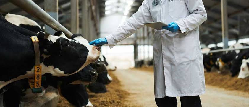 Zimbabwe cattle and health cover for farmers