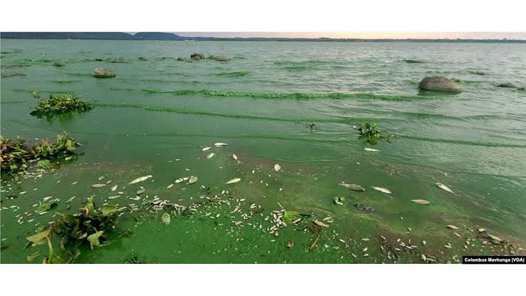 Lake Chivero at breaking point