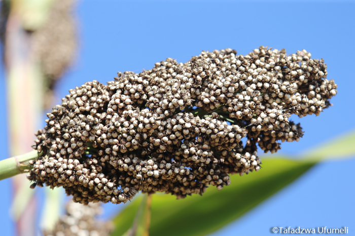 Hybrid seed to propel yields by 20%: AATF -Newsday Zimbabwe