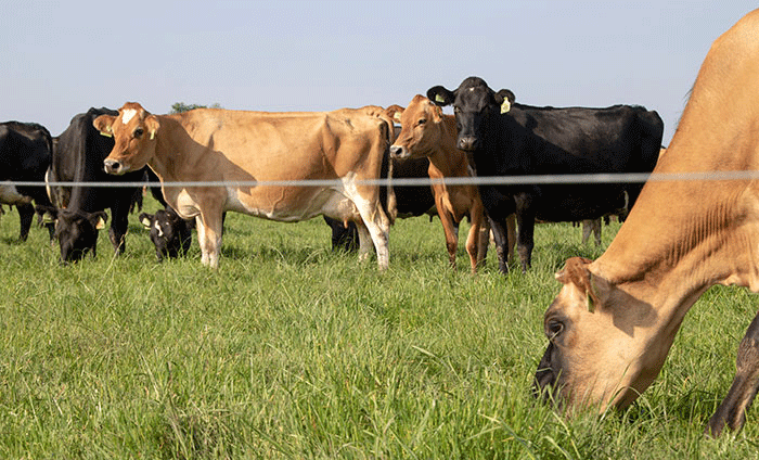 Prominent farmer urges govt to establish rural feedlots