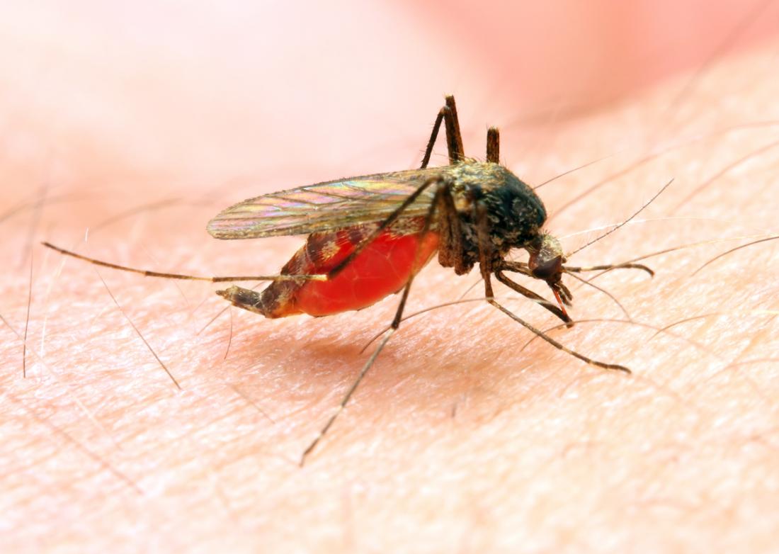 Zim on course to eradicate malaria