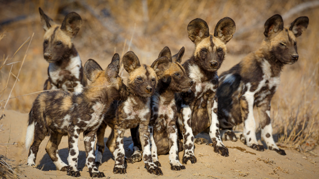 African Wild Dogs – Center for Ecosystem Sentinels