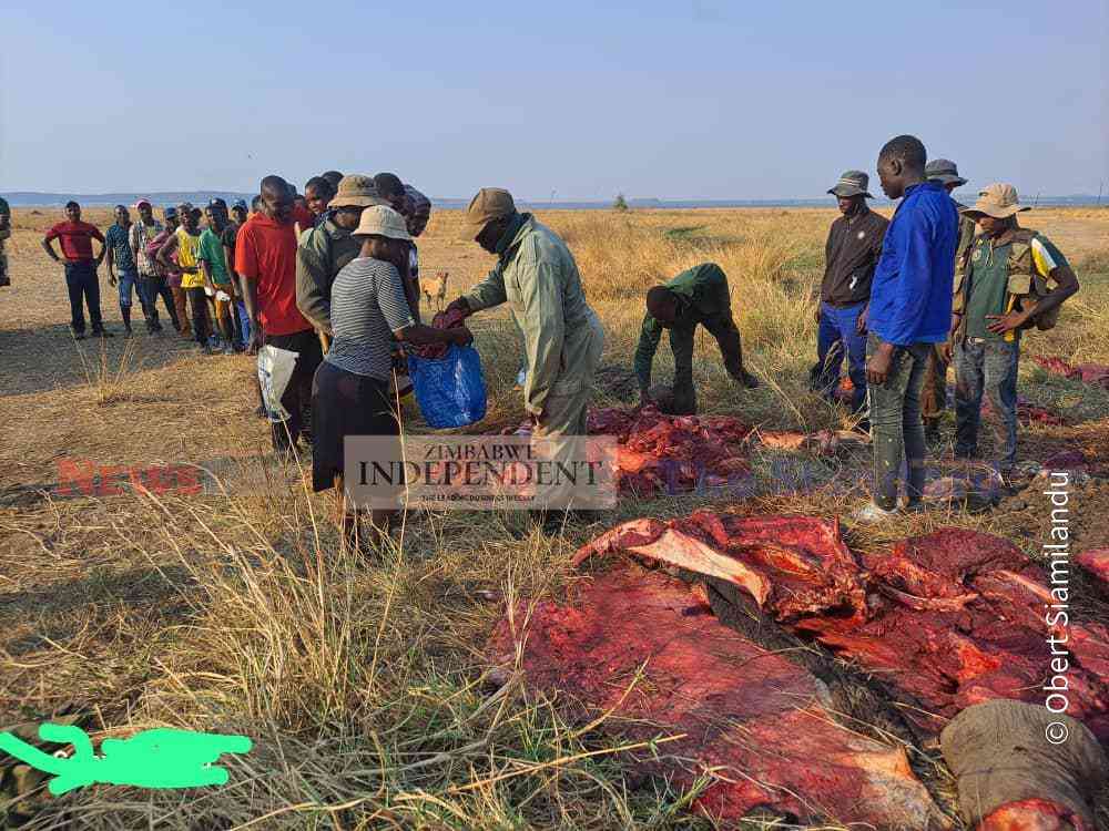 Kariba residents queue for elephant meat at Lake Harvest harbour today after it was gunned down by Zimparks officers following the death of the woman.