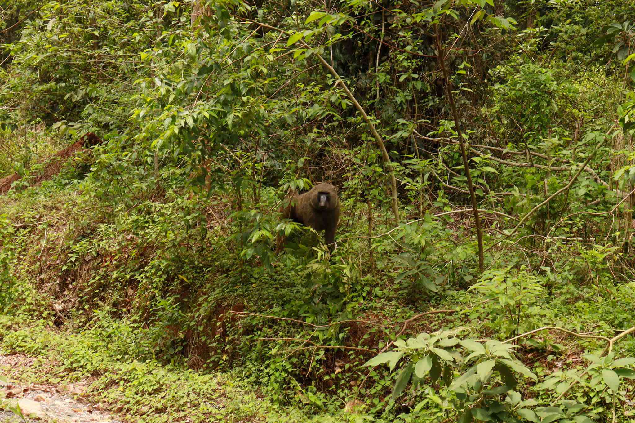 Could Uganda’s Budongo forest be ground zero for the next global pandemic?