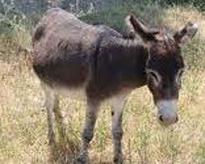 Donkey meat debate rages - The Standard
