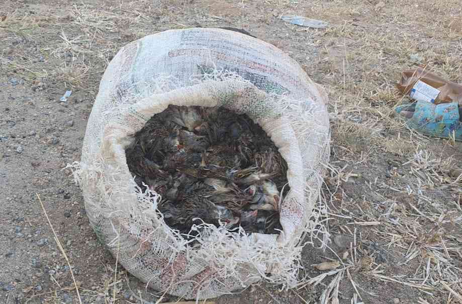 Feature: Poverty fuels illegal bird hunting in Zimbabwe