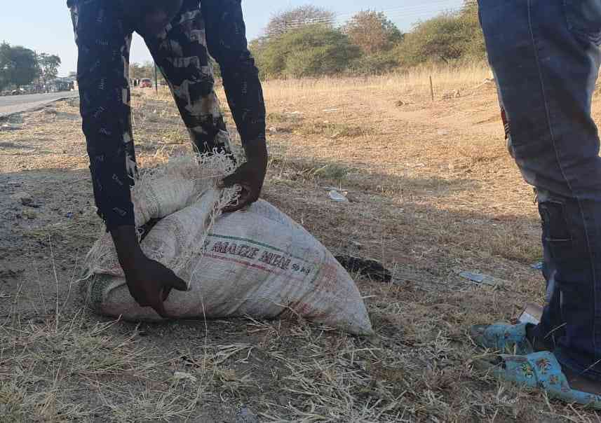 Feature: Poverty fuels illegal bird hunting in Zimbabwe